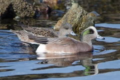 American Wigeon 018