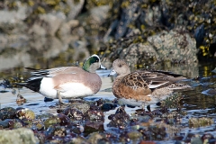 American Wigeon 024