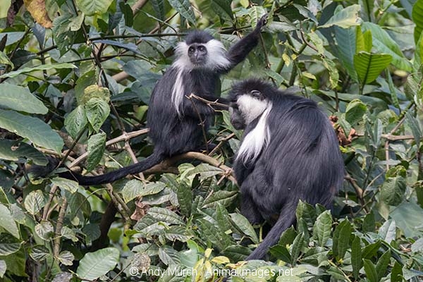 Angolan Colobus Monkey 019
