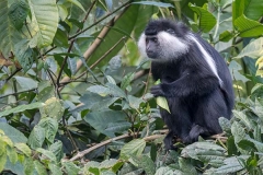 Angolan Colobus Monkey 006