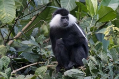 Angolan Colobus Monkey 009