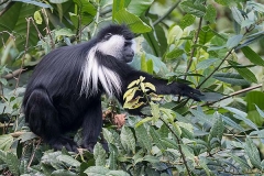 Angolan Colobus Monkey 015