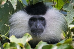 Angolan Colobus Monkey 024
