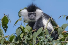 Angolan Colobus Monkey 031