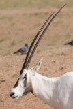 Arabian Oryx 017