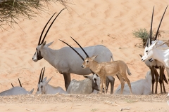 Arabian Oryx 018