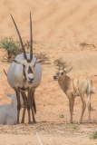 Arabian Oryx 023