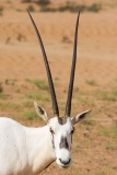 Arabian Oryx 030