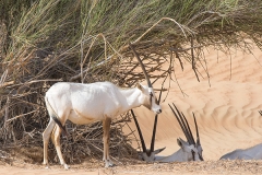 Arabian Oryx 031
