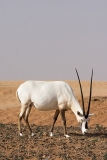 Arabian Oryx 043