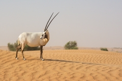 Arabian Oryx 064