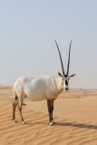 Arabian Oryx 066