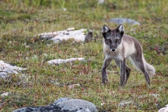 Arctic Fox 006