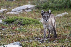 Arctic Fox 007