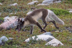 Arctic Fox 008