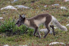 Arctic Fox 010