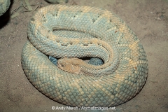 Aruba Island Rattlesnake 001