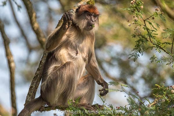 Ashy Red Colobus 016