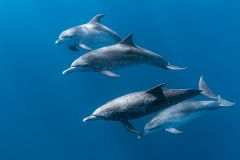 Atlantic Spotted Dolphin 051