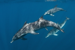 Atlantic Spotted Dolphin 058