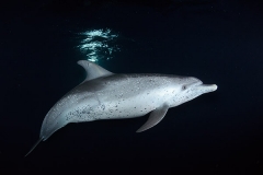 Atlantic Spotted Dolphin 040