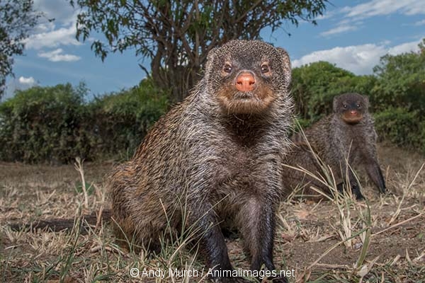 Banded Mongoose 025