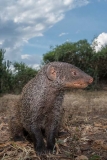 Banded Mongoose 013