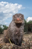 Banded Mongoose 015