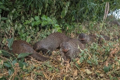 Banded Mongoose 020