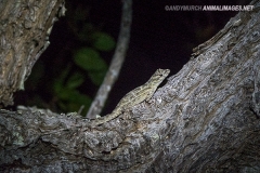 Bark Anole 001
