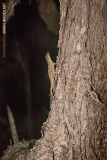 Bark Anole 002