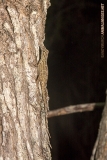Bark Anole 004