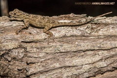 Bark Anole 005