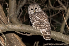 Barred Owl 001