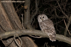 Barred Owl 002