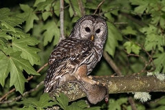 Barred Owl 006
