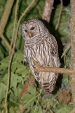 Barred Owl 010