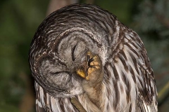 Barred Owl 013