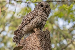 Barred Owl 016