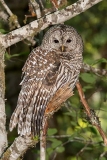 Barred Owl 019