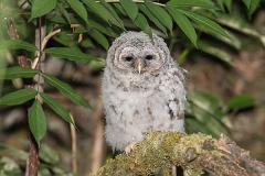 Barred Owl 021