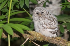 Barred Owl 022