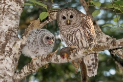 Barred Owl 024