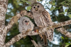 Barred Owl 025