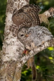 Barred Owl 029