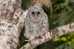 Barred Owl 035