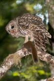 Barred Owl 038