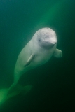 Beluga Whale 14068