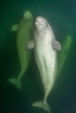 Beluga Whale 14077