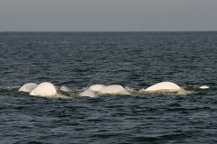 Beluga_Whale_14187